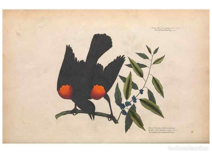 Collection Magazines and Newspapers: Reproducci&oacute;n/Reproduction 49456855761: The natural history of Carolina, Florida, and the Bahama Isla