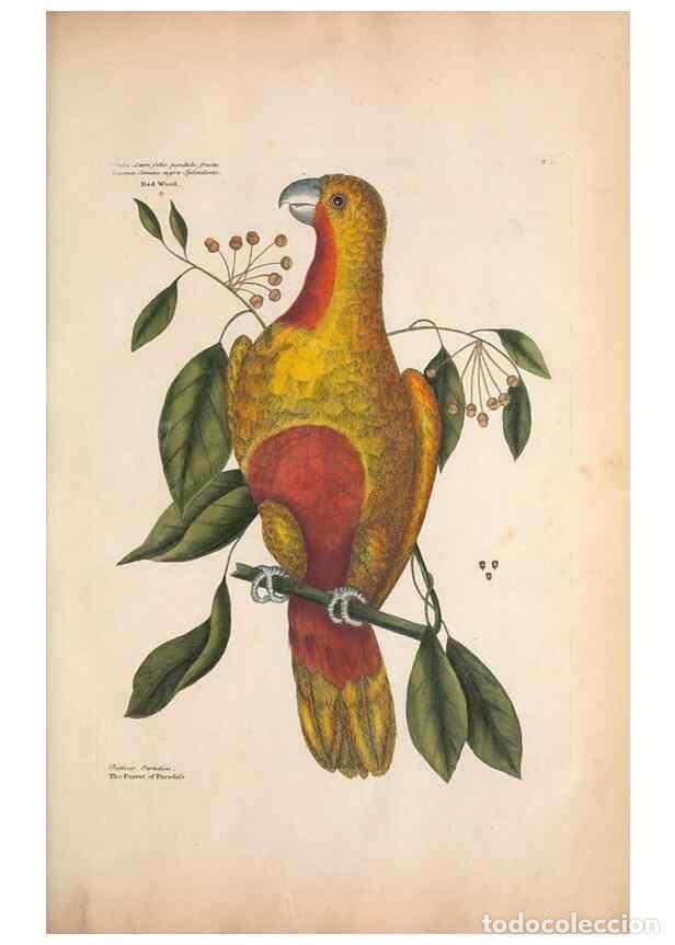 Collection Magazines and Newspapers: Reproducci&oacute;n/Reproduction 49456382188: The natural history of Carolina, Florida, and the Bahama Isla