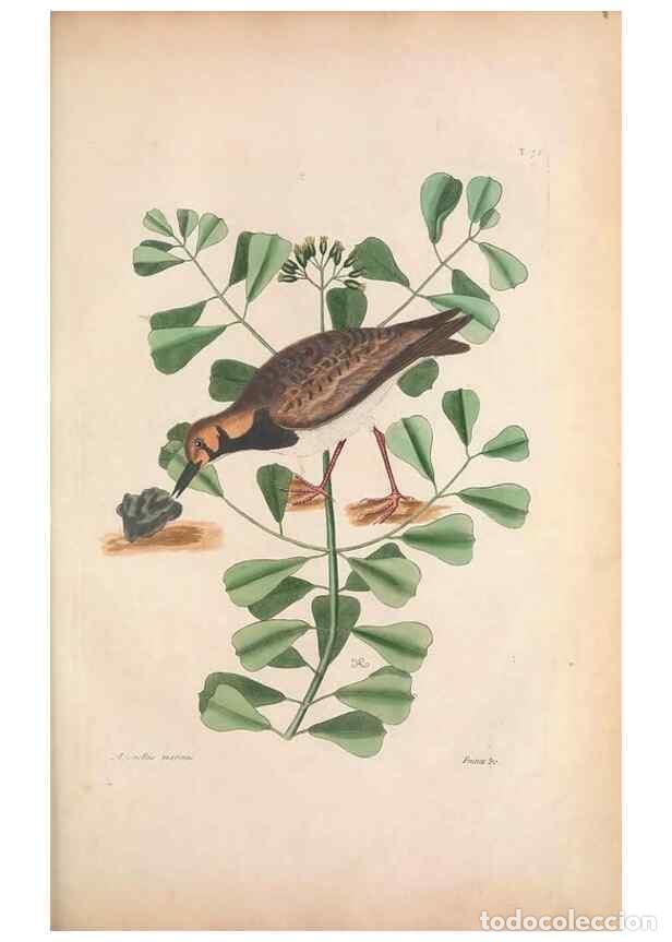 Collection Magazines and Newspapers: Reproducci&oacute;n/Reproduction 49456877806: The natural history of Carolina, Florida, and the Bahama Isla