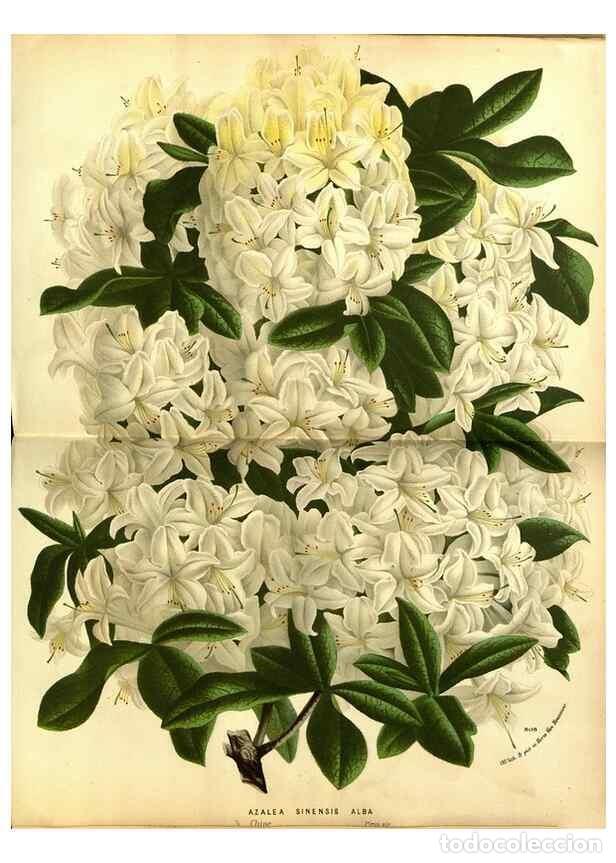 Collection Magazines and Newspapers: Reproducci&oacute;n/Reproduction 49588137441: Flore des serres et des jardins de l'Europe. A Gand :chez Lou