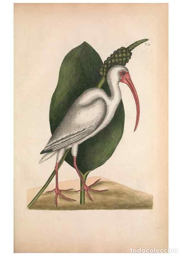 Sammeln von Zeitschriften und Zeitungen: Reproducci&oacute;n/Reproduction 49457113357: The natural history of Carolina, Florida, and the Bahama Isla
