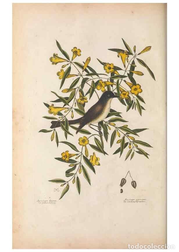 Collection Magazines and Newspapers: Reproducci&oacute;n/Reproduction 49456398208: The natural history of Carolina, Florida, and the Bahama Isla