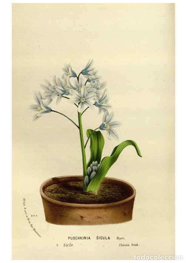 Sammeln von Zeitschriften und Zeitungen: Reproducci&oacute;n/Reproduction 49588274831: Flore des serres et des jardins de l'Europe. A Gand :chez Lou