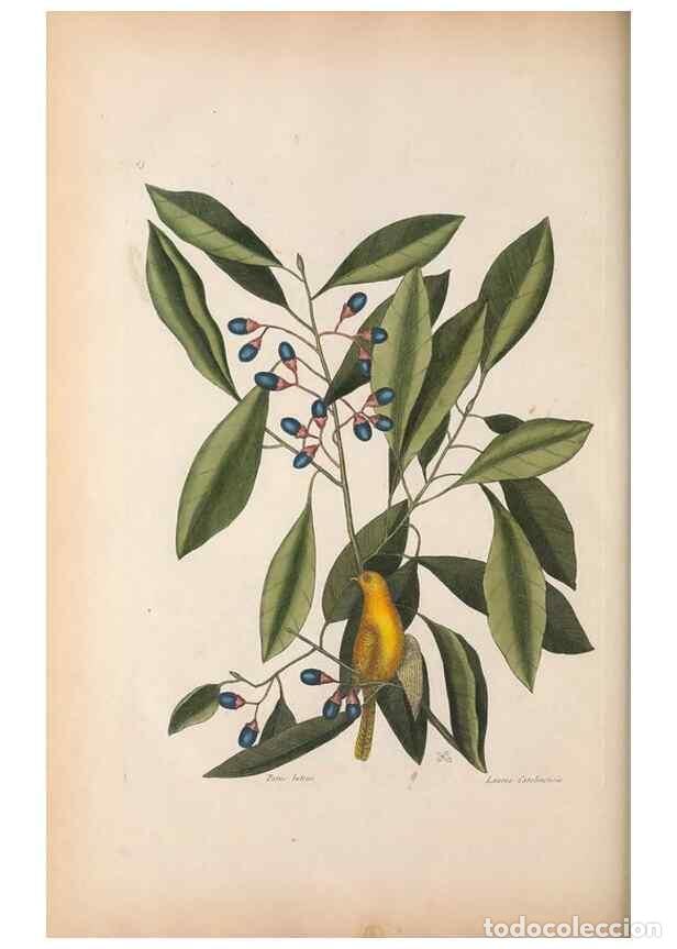 Sammeln von Zeitschriften und Zeitungen: Reproducci&oacute;n/Reproduction 49456401518: The natural history of Carolina, Florida, and the Bahama Isla