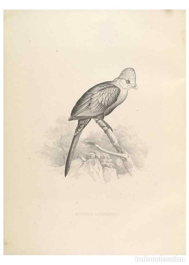 Sammeln von Zeitschriften und Zeitungen: Reproducci&oacute;n/Reproduction 49435217423: De toerako's, afgebeeld en beschreven door H. Schlegel onder