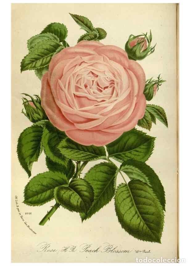 Sammeln von Zeitschriften und Zeitungen: Reproducci&oacute;n/Reproduction 49588512137: Flore des serres et des jardins de l'Europe. A Gand :chez Lou