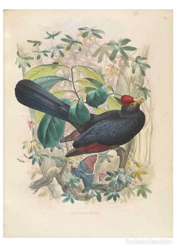 Sammeln von Zeitschriften und Zeitungen: Reproducci&oacute;n/Reproduction 49435911962: De toerako's, afgebeeld en beschreven door H. Schlegel onder