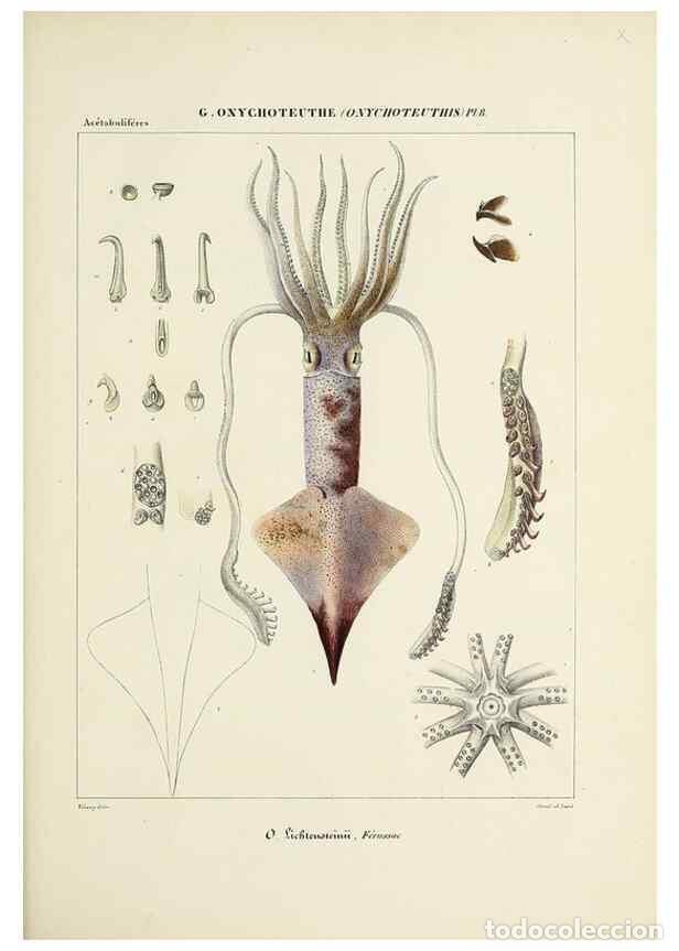 Sammeln von Zeitschriften und Zeitungen: Reproducci&oacute;n/Reproduction 49434948506: Histoire naturelle, g&eacute;n&eacute;rale et particuli&egrave;re des c&eacute;phalopodes