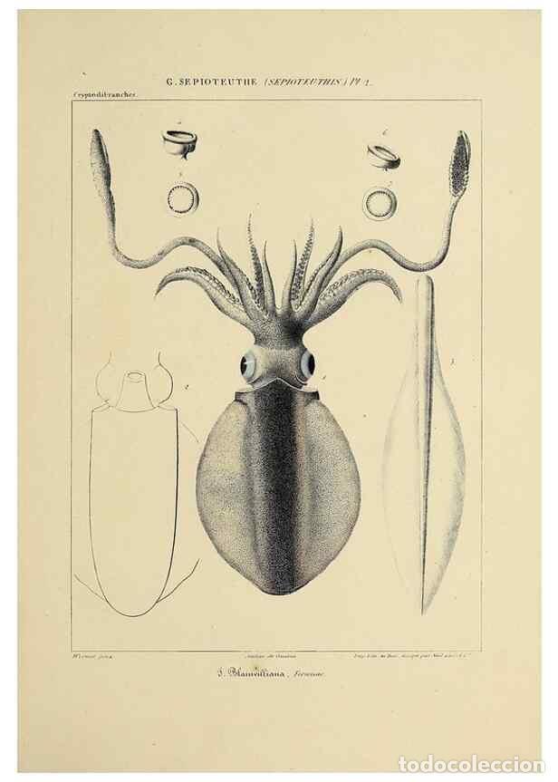 Colecionismo de Revistas e Jornais: Reproducci&oacute;n/Reproduction 49435155307: Histoire naturelle, g&eacute;n&eacute;rale et particuli&egrave;re des c&eacute;phalopodes