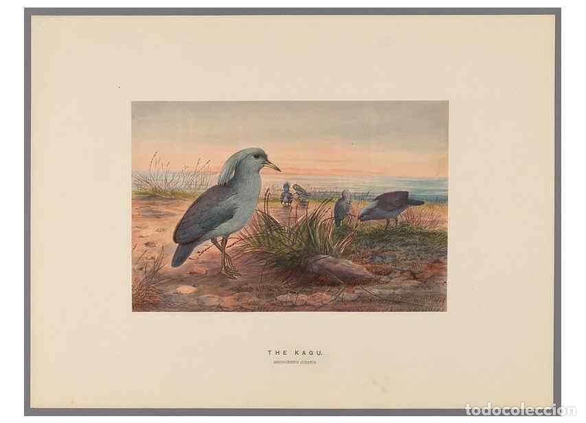 Colecionismo de Revistas e Jornais: Reproducci&oacute;n/Reproduction 49419128541: Zoological sketches /. London :Henry Graves,1861-1867.. - Wol