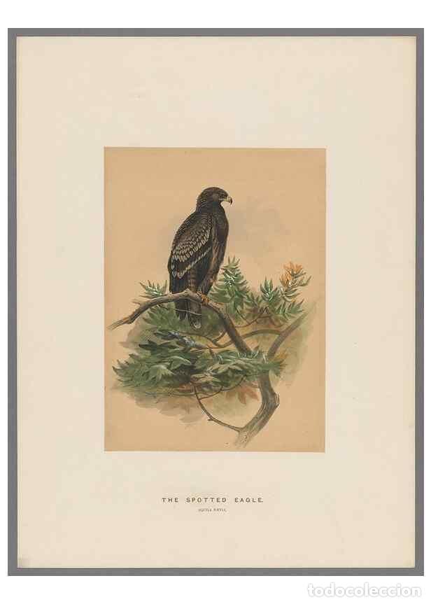 Collection Magazines and Newspapers: Reproducci&oacute;n/Reproduction 49419344507: Zoological sketches /. London :Henry Graves,1861-1867.. - Wol