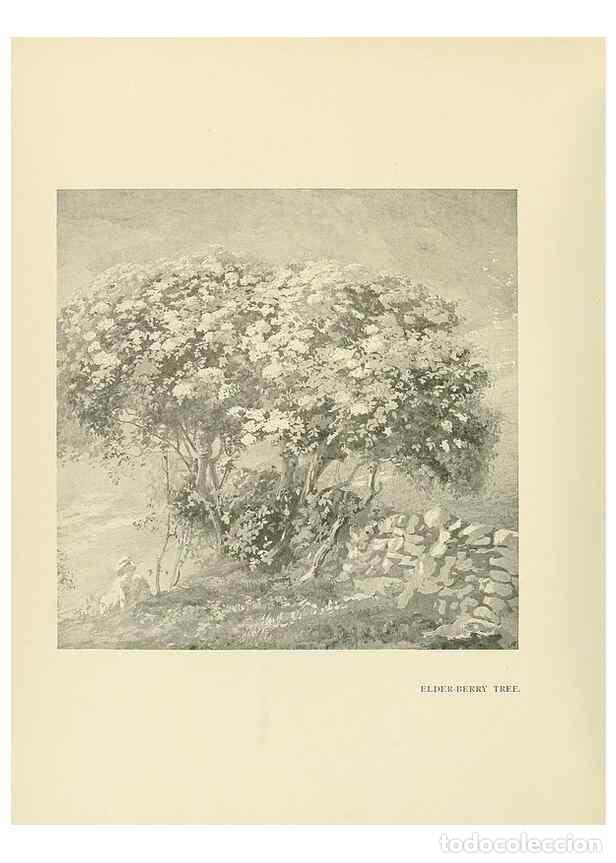 Collection Magazines and Newspapers: Reproducci&oacute;n/Reproduction 49419834303: British trees /. London :Hutchinson,1907.. - Cole, Rex Vicat,