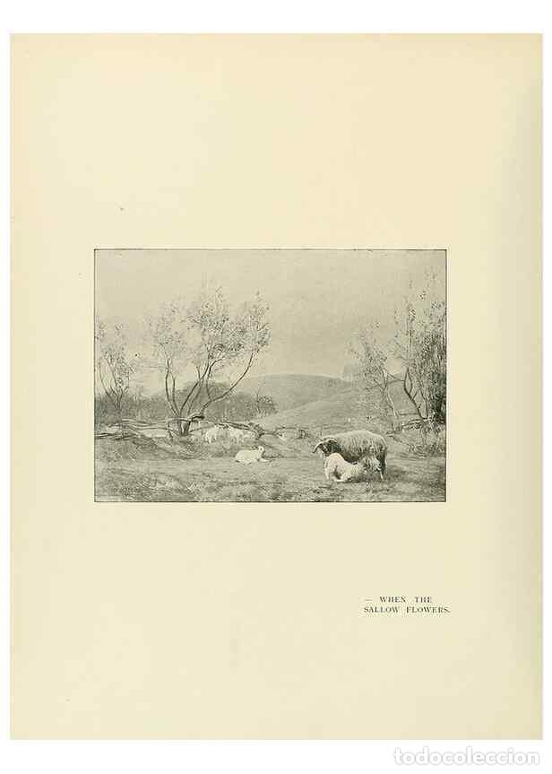 Collection Magazines and Newspapers: Reproducci&oacute;n/Reproduction 49420308726: British trees /. London :Hutchinson,1907.. - Cole, Rex Vicat,