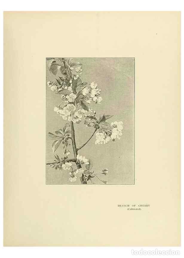 Collection Magazines and Newspapers: Reproducci&oacute;n/Reproduction 49420531862: British trees /. London :Hutchinson,1907.. - Cole, Rex Vicat,