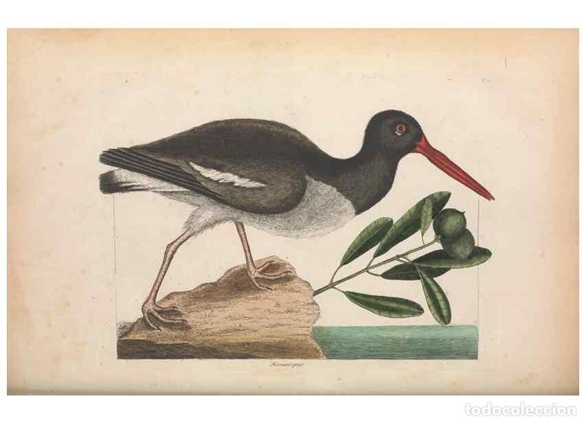 Collection Magazines and Newspapers: Reproducci&oacute;n/Reproduction 49457114322: The natural history of Carolina, Florida, and the Bahama Isla