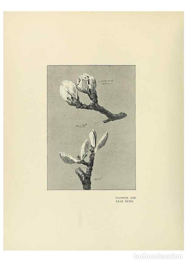 Collection Magazines and Newspapers: Reproducci&oacute;n/Reproduction 49419835908: British trees /. London :Hutchinson,1907.. - Cole, Rex Vicat,