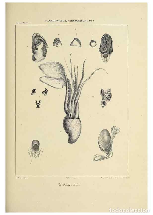 Collection Magazines and Newspapers: Reproducci&oacute;n/Reproduction 49434914301: Histoire naturelle, g&eacute;n&eacute;rale et particuli&egrave;re des c&eacute;phalopodes