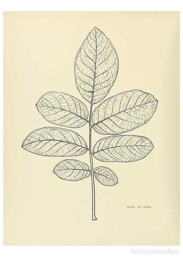 Collection Magazines and Newspapers: Reproducci&oacute;n/Reproduction 49420305831: British trees /. London :Hutchinson,1907.. - Cole, Rex Vicat,