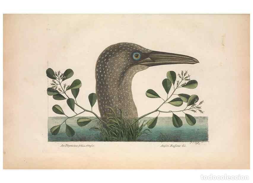 Collection Magazines and Newspapers: Reproducci&oacute;n/Reproduction 49456409673: The natural history of Carolina, Florida, and the Bahama Isla