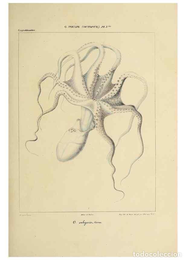 Coleccionismo de Revistas y Peri&oacute;dicos: Reproducci&oacute;n/Reproduction 49434430218: Histoire naturelle, g&eacute;n&eacute;rale et particuli&egrave;re des c&eacute;phalopodes