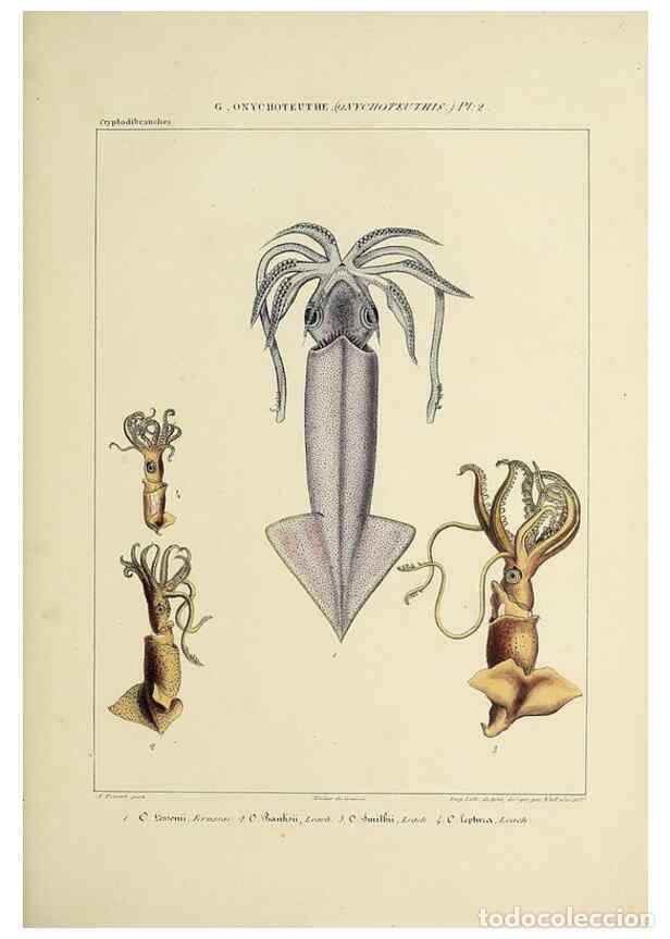 Coleccionismo de Revistas y Peri&oacute;dicos: Reproducci&oacute;n/Reproduction 49435168312: Histoire naturelle, g&eacute;n&eacute;rale et particuli&egrave;re des c&eacute;phalopodes