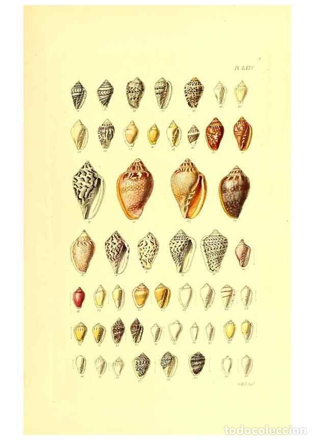Coleccionismo de Revistas y Peri&oacute;dicos: Reproducci&oacute;n/Reproduction 49491348488: Thesaurus conchyliorum, or, Monographs of genera of shells. L