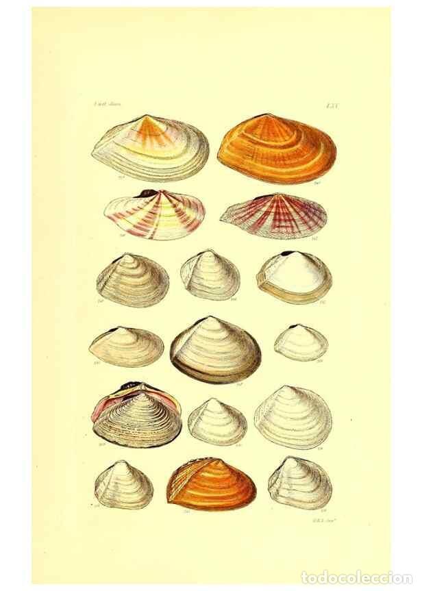 Coleccionismo de Revistas y Peri&oacute;dicos: Reproducci&oacute;n/Reproduction 49491345893: Thesaurus conchyliorum, or, Monographs of genera of shells. L
