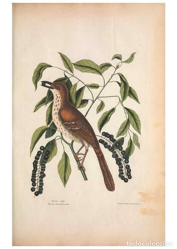 Coleccionismo de Revistas y Peri&oacute;dicos: Reproducci&oacute;n/Reproduction 49457093942: The natural history of Carolina, Florida, and the Bahama Isla