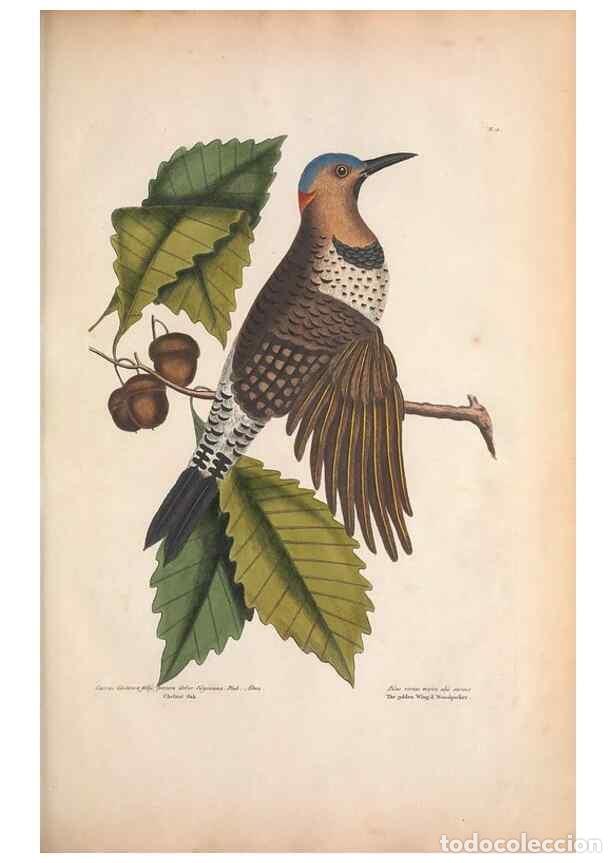 Coleccionismo de Revistas y Peri&oacute;dicos: Reproducci&oacute;n/Reproduction 49456857486: The natural history of Carolina, Florida, and the Bahama Isla