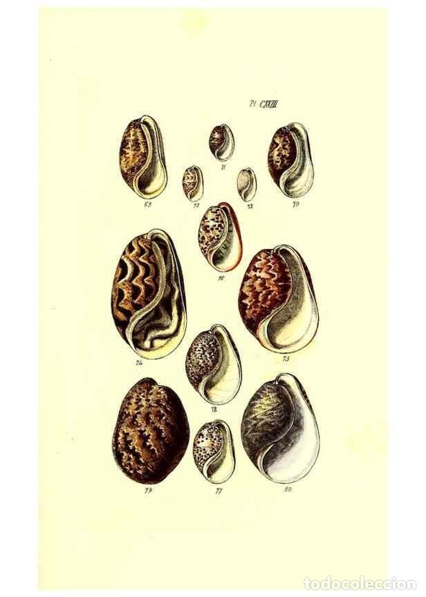 Coleccionismo de Revistas y Peri&oacute;dicos: Reproducci&oacute;n/Reproduction 49491919476: Thesaurus conchyliorum, or, Monographs of genera of shells. L
