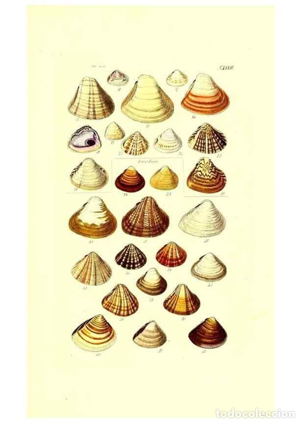 Coleccionismo de Revistas y Peri&oacute;dicos: Reproducci&oacute;n/Reproduction 49492130532: Thesaurus conchyliorum, or, Monographs of genera of shells. L