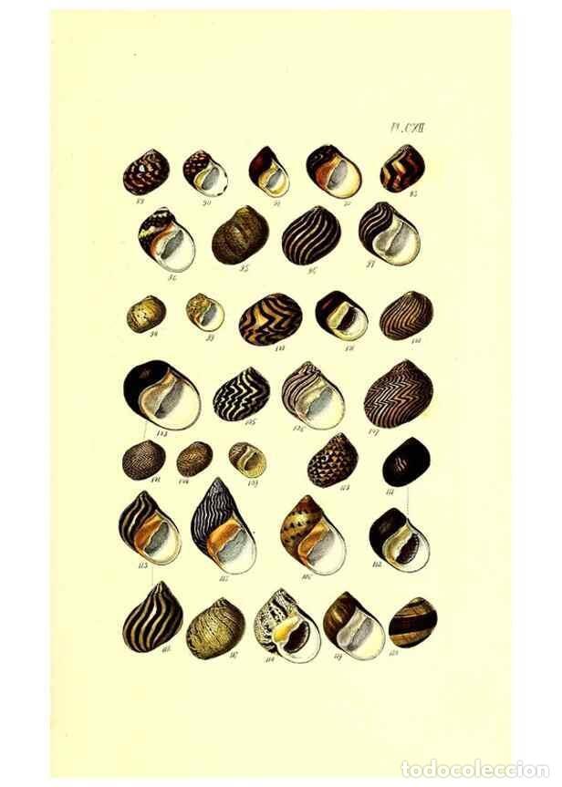 Coleccionismo de Revistas y Peri&oacute;dicos: Reproducci&oacute;n/Reproduction 49491415633: Thesaurus conchyliorum, or, Monographs of genera of shells. L