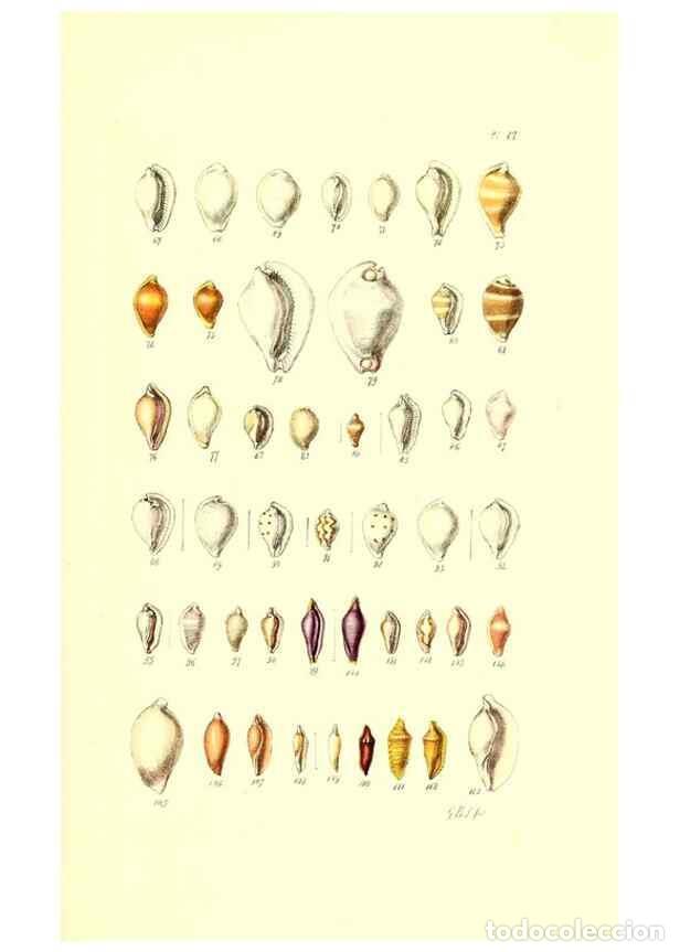 Coleccionismo de Revistas y Peri&oacute;dicos: Reproducci&oacute;n/Reproduction 49491412933: Thesaurus conchyliorum, or, Monographs of genera of shells. L