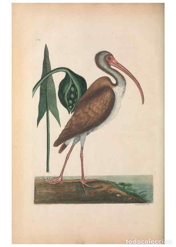Coleccionismo de Revistas y Peri&oacute;dicos: Reproducci&oacute;n/Reproduction 49456881581: The natural history of Carolina, Florida, and the Bahama Isla