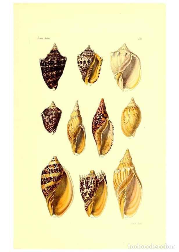 Coleccionismo de Revistas y Peri&oacute;dicos: Reproducci&oacute;n/Reproduction 49491844701: Thesaurus conchyliorum, or, Monographs of genera of shells. L