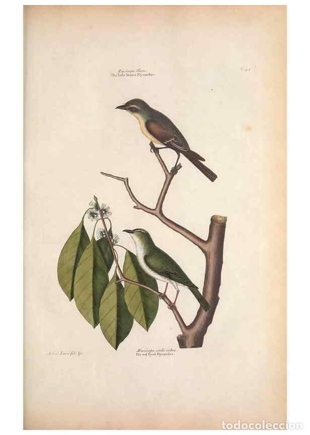 Coleccionismo de Revistas y Peri&oacute;dicos: Reproducci&oacute;n/Reproduction 49457103922: The natural history of Carolina, Florida, and the Bahama Isla
