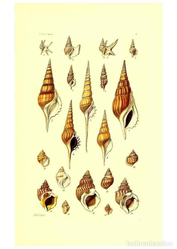 Coleccionismo de Revistas y Peri&oacute;dicos: Reproducci&oacute;n/Reproduction 49491328878: Thesaurus conchyliorum, or, Monographs of genera of shells. L