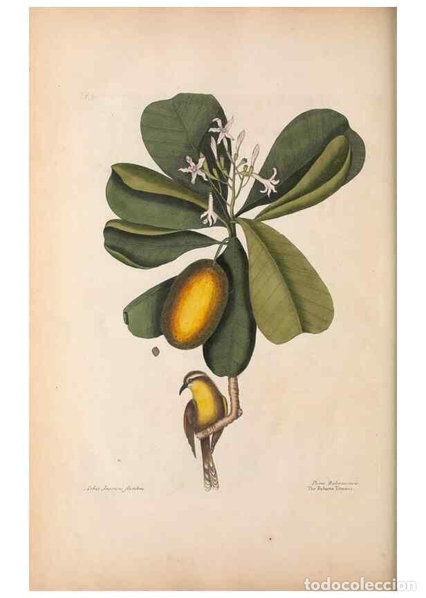 Coleccionismo de Revistas y Peri&oacute;dicos: Reproducci&oacute;n/Reproduction 49457105412: The natural history of Carolina, Florida, and the Bahama Isla