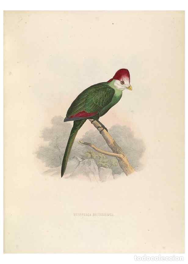 Coleccionismo de Revistas y Peri&oacute;dicos: Reproducci&oacute;n/Reproduction 49435692136: De toerako's, afgebeeld en beschreven door H. Schlegel onder