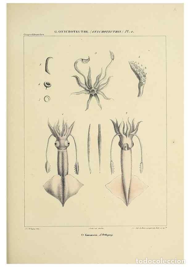 Coleccionismo de Revistas y Peri&oacute;dicos: Reproducci&oacute;n/Reproduction 49434946926: Histoire naturelle, g&eacute;n&eacute;rale et particuli&egrave;re des c&eacute;phalopodes