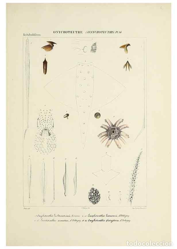 Coleccionismo de Revistas y Peri&oacute;dicos: Reproducci&oacute;n/Reproduction 49434950606: Histoire naturelle, g&eacute;n&eacute;rale et particuli&egrave;re des c&eacute;phalopodes