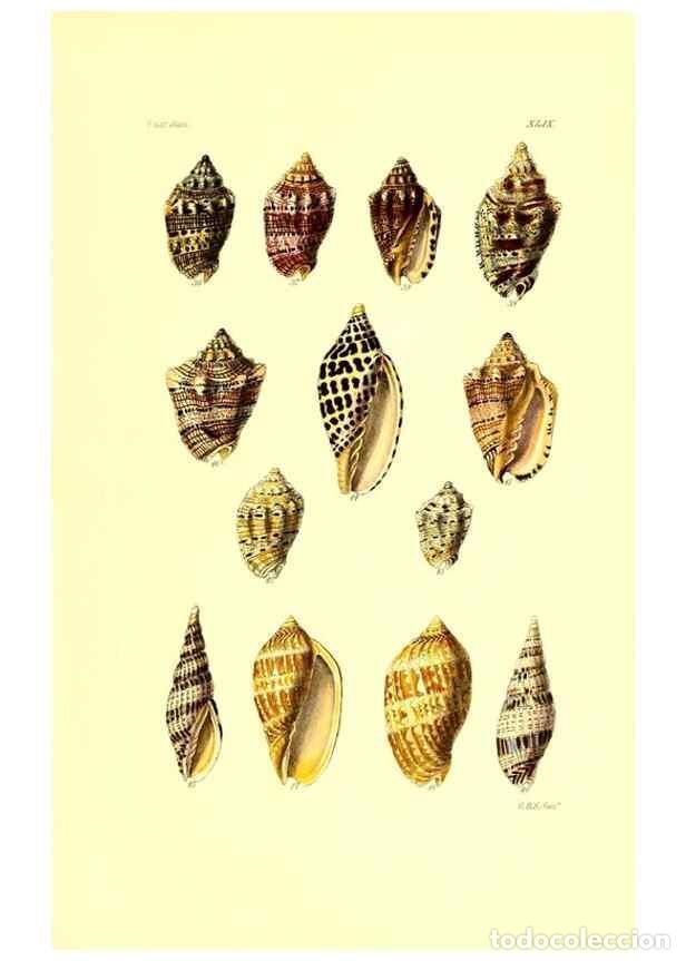 Collection Magazines and Newspapers: Reproducci&oacute;n/Reproduction 49492053377: Thesaurus conchyliorum, or, Monographs of genera of shells. L