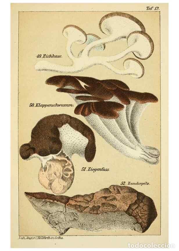 Collection Magazines and Newspapers: Reproducci&oacute;n/Reproduction 49455564673: Prof. Dr. Harald O. Lenz' Ntzliche, schdliche und verdchtige