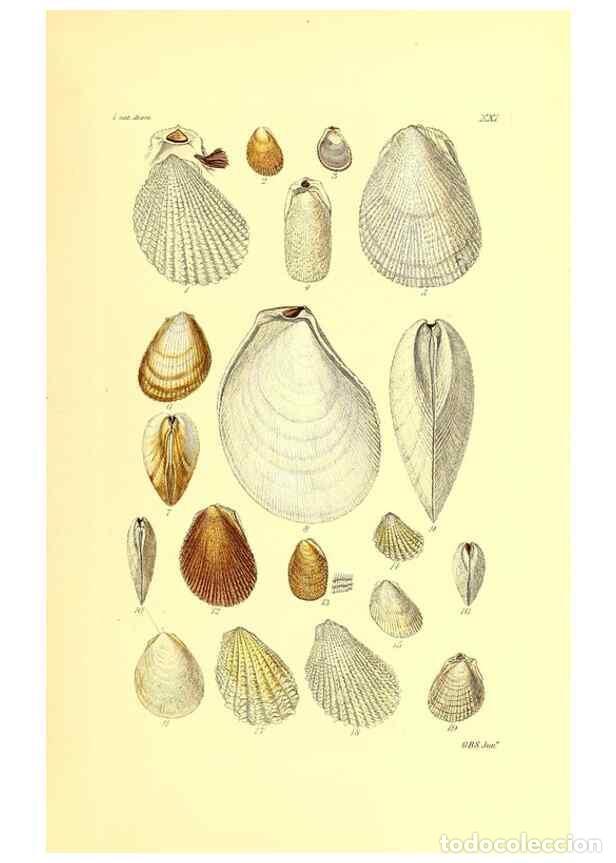 Collection Magazines and Newspapers: Reproducci&oacute;n/Reproduction 49491835356: Thesaurus conchyliorum, or, Monographs of genera of shells. L