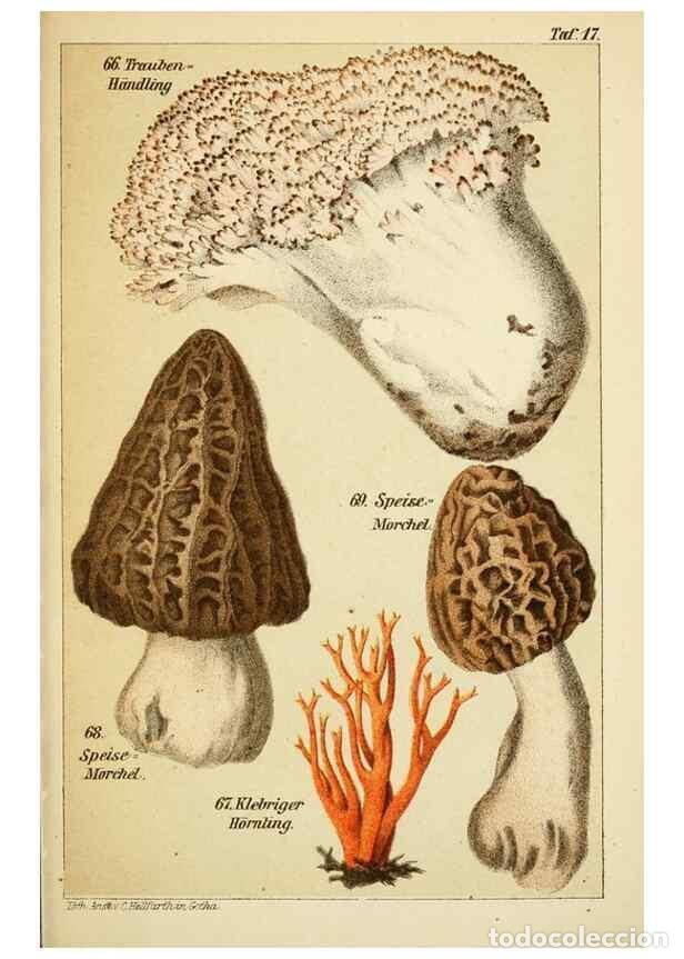 Collection Magazines and Newspapers: Reproducci&oacute;n/Reproduction 49456268792: Prof. Dr. Harald O. Lenz' Ntzliche, schdliche und verdchtige