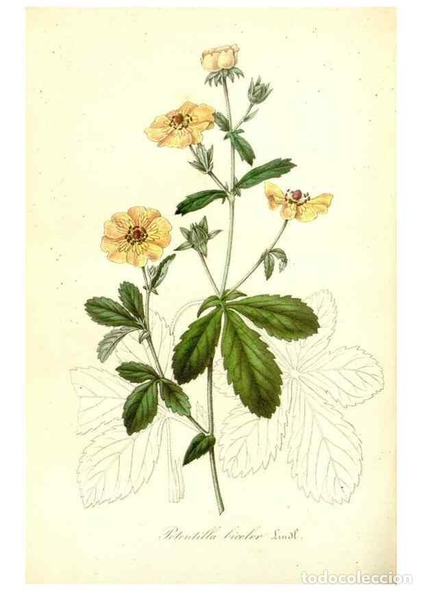 Collection Magazines and Newspapers: Reproducci&oacute;n/Reproduction 49491753068: Flore des serres et des jardins de l'Europe. A Gand :chez Lou