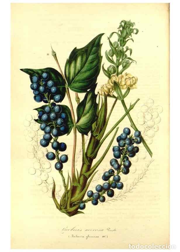 Collection Magazines and Newspapers: Reproducci&oacute;n/Reproduction 49491754008: Flore des serres et des jardins de l'Europe. A Gand :chez Lou