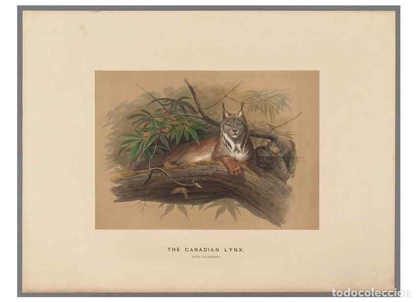 Collection Magazines and Newspapers: Reproducci&oacute;n/Reproduction 49419073186: Zoological sketches /. London :Henry Graves,1861-1867.. - Wol