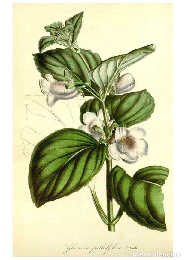 Collection Magazines and Newspapers: Reproducci&oacute;n/Reproduction 49492256751: Flore des serres et des jardins de l'Europe. A Gand :chez Lou