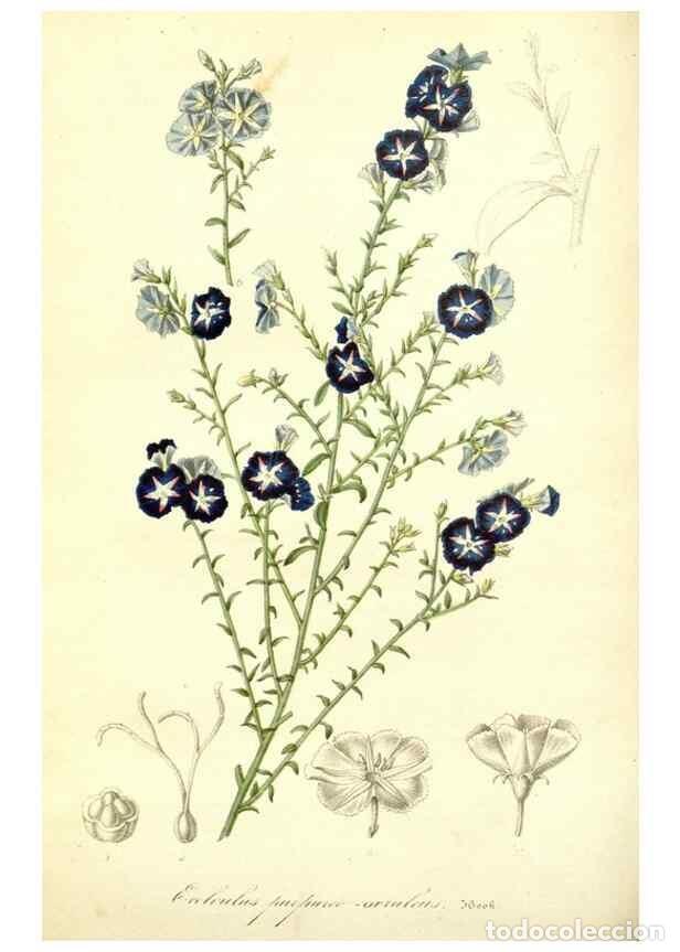 Collection Magazines and Newspapers: Reproducci&oacute;n/Reproduction 49491750608: Flore des serres et des jardins de l'Europe. A Gand :chez Lou